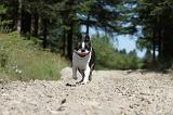 BOSTON TERRIER 019